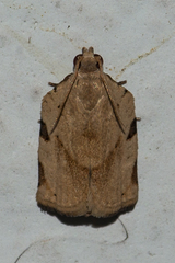 Meridemis