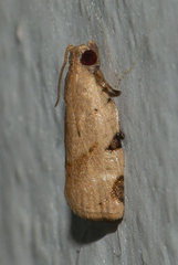 Meridemis