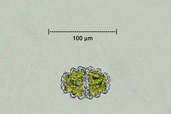 Desmidiaceae