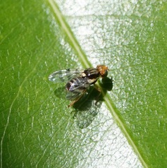 Rhagoletis cingulata
