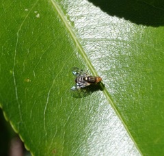 Rhagoletis cingulata