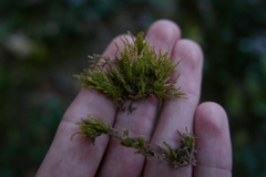 Oxyrrhynchium schleicheri