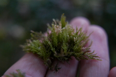 Oxyrrhynchium schleicheri