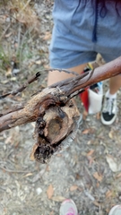 Apiomorpha variabilis