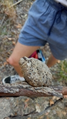 Apiomorpha variabilis