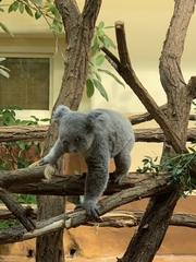 Phascolarctos cinereus