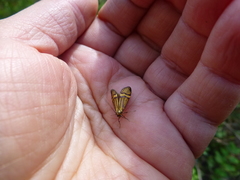 Nemophora degeerella