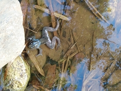 Leptodactylus latrans