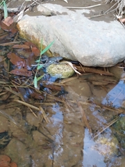 Leptodactylus latrans