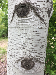 Populus tremuloides