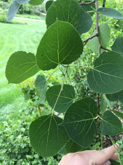 Populus tremuloides