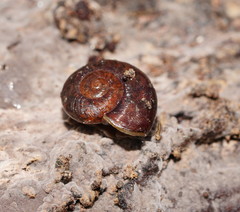 Austrorhytida