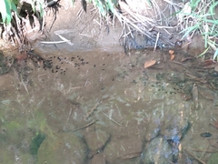 Leptodactylus latrans