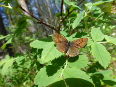 Lycaena helle