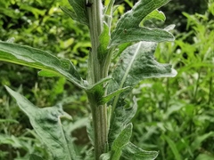 Asteraceae