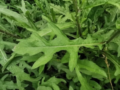 Asteraceae