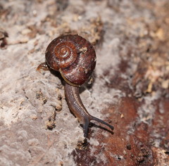 Austrorhytida