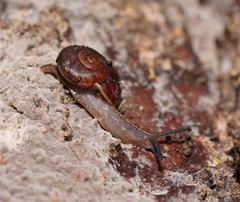 Austrorhytida