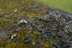 Phaeophyscia nigricans