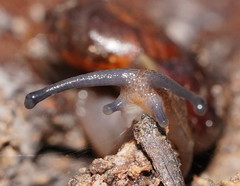 Austrorhytida