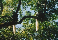 Colobus caudatus