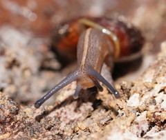 Austrorhytida