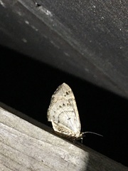 Ecliptopera silaceata