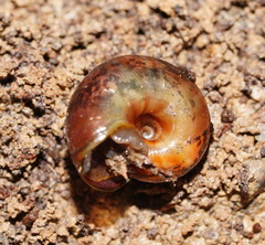Austrorhytida