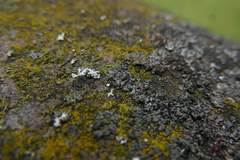 Phaeophyscia nigricans