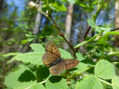 Lycaena helle