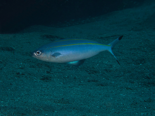 Marr's fusilier (Pterocaesio marri) — Caesionidae