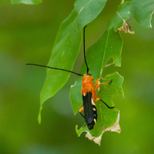 Nitakeris