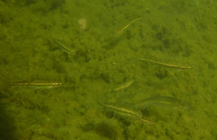 Phoxinus septimaniae