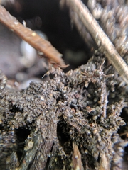Hymenoptera