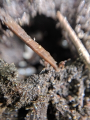 Hymenoptera