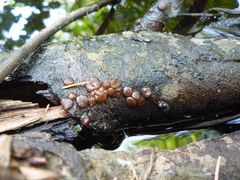 Adelphella babingtonii