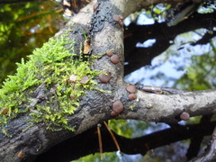 Adelphella babingtonii