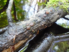 Adelphella babingtonii