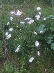 Leucanthemum vulgare