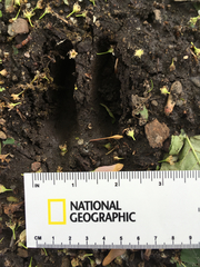 Odocoileus virginianus