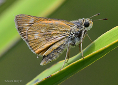 Hesperia meskei straton