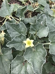 Ecballium elaterium
