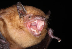 Nycticeinops schlieffenii