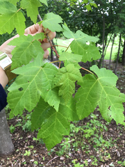 Acer rubrum