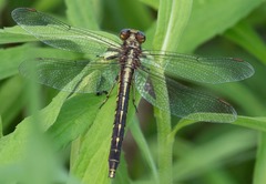 Phanogomphus lividus
