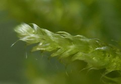 Eurhynchium angustirete