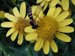 Sphaerophoria