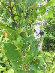 Frangula alnus