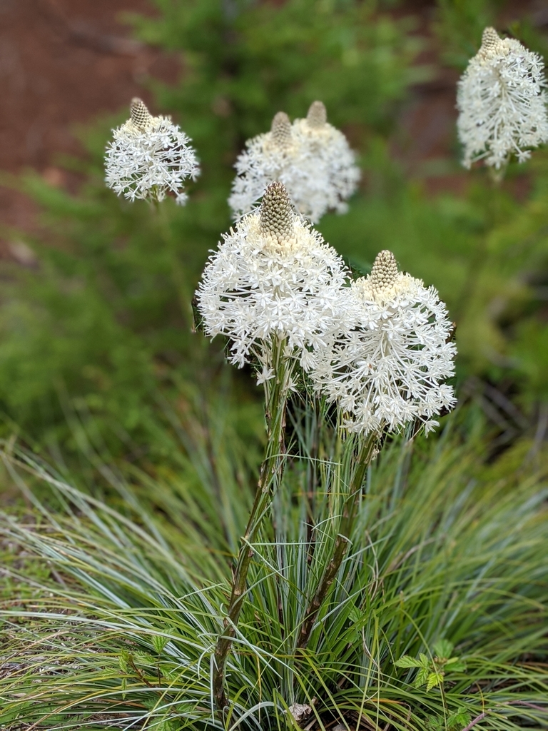 common beargrass (WNPS Study Weekend 2022 Ellensburg) · iNaturalist