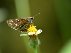 Taractrocera maevius